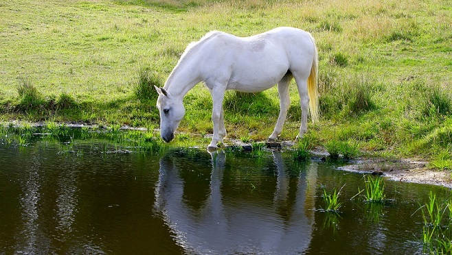 make horse drink